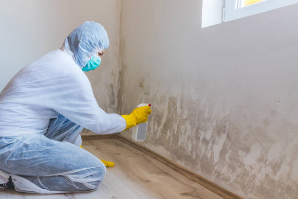 Licensed Black Mold Removal service in Camp Hill, PA - WQB Mold Removal