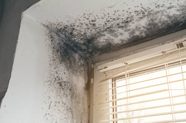 Affordable Black Mold Removal solutions in Camp Hill, PA